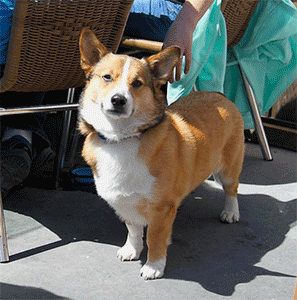 Corgy at Half Moon Bay