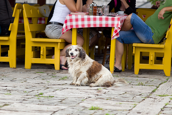 Dog enjoying the outdoor patio