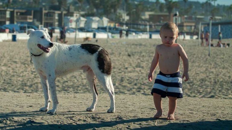 Ocean Beach Dog Beach
