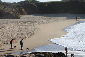 Dogs on the beach