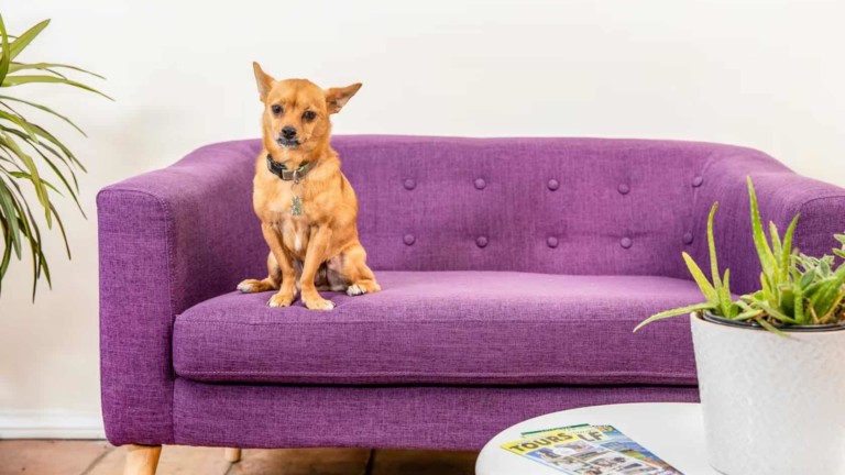A vibrant dog park bathed in sunlight features abundant greenery with mature trees, offering ample shade for leisurely outdoor activities. In the distance is a well-equipped playground that presents an additional activity area. An inviting picnic table spreads out nearby, ideal for enjoying meals al fresco or taking relaxing breaks from play. A neatly-placed trash bin aids in maintaining the park's cleanliness for everyone's enjoyment. Dominating the scene is a generously wide dirt path gracefully curving through the expanse of grass, promising exploratory walks and lively fetch games.