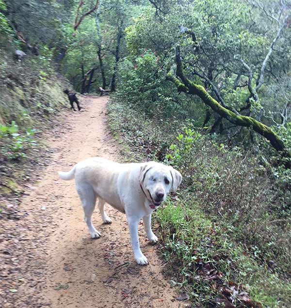 Fillmore at Indian Tree Open Space