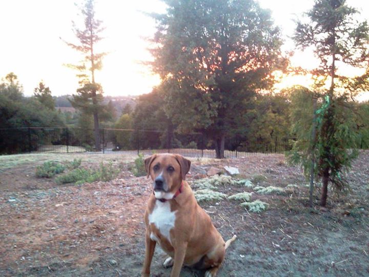 Gracie at Dog and Pony Ranch