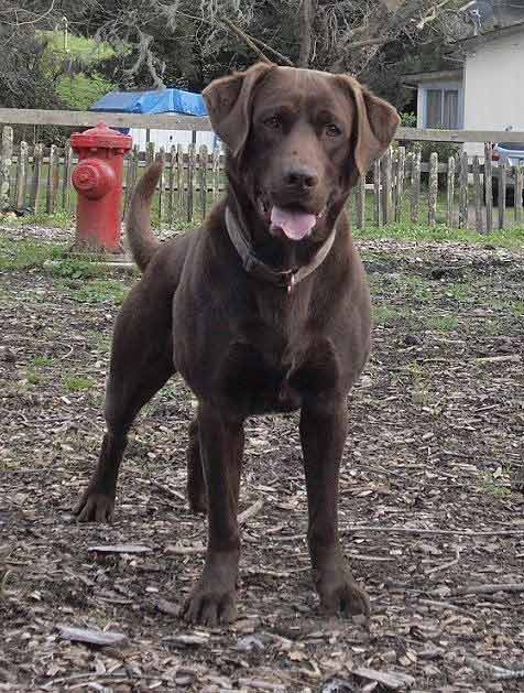 Gunner at Casini Ranch