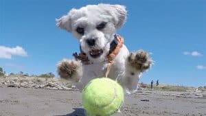 A vibrant dog park bathed in sunlight features abundant greenery with mature trees, offering ample shade for leisurely outdoor activities. In the distance is a well-equipped playground that presents an additional activity area. An inviting picnic table spreads out nearby, ideal for enjoying meals al fresco or taking relaxing breaks from play. A neatly-placed trash bin aids in maintaining the park's cleanliness for everyone's enjoyment. Dominating the scene is a generously wide dirt path gracefully curving through the expanse of grass, promising exploratory walks and lively fetch games.