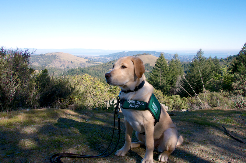 Kalani on Mount Tam