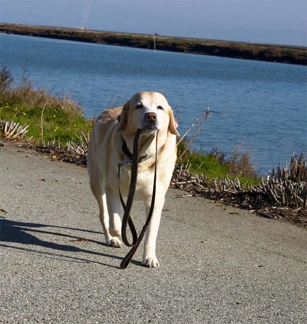 Kayla prancing with her leash