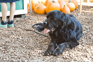 Dog at Kids Inc