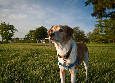 Dog in a park