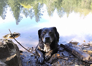 Dog in pond