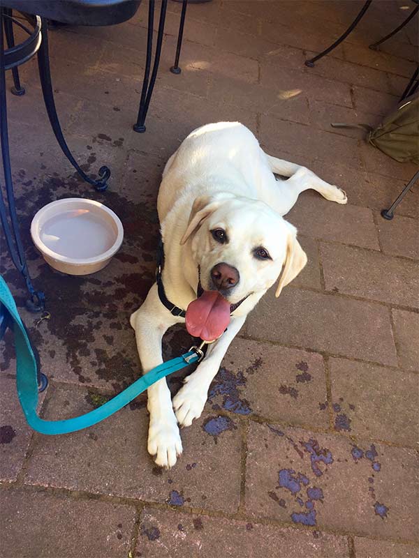 Maya at The union Pub
