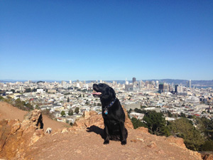 Dog at Corona Heights