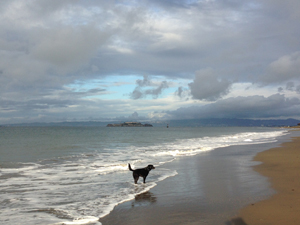 dog at crissy field