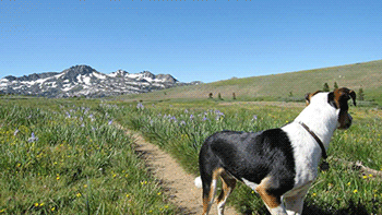 Dog on Pacific Crest Trail