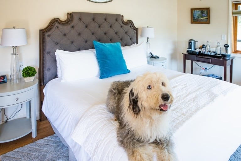 Dog in bed at Noyo Harbor Inn