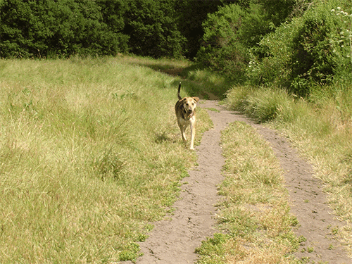 Otto at Tilden Park