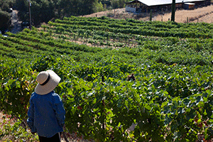 Lady standing in a wine vineyard