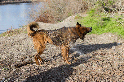 Dog shaking off water