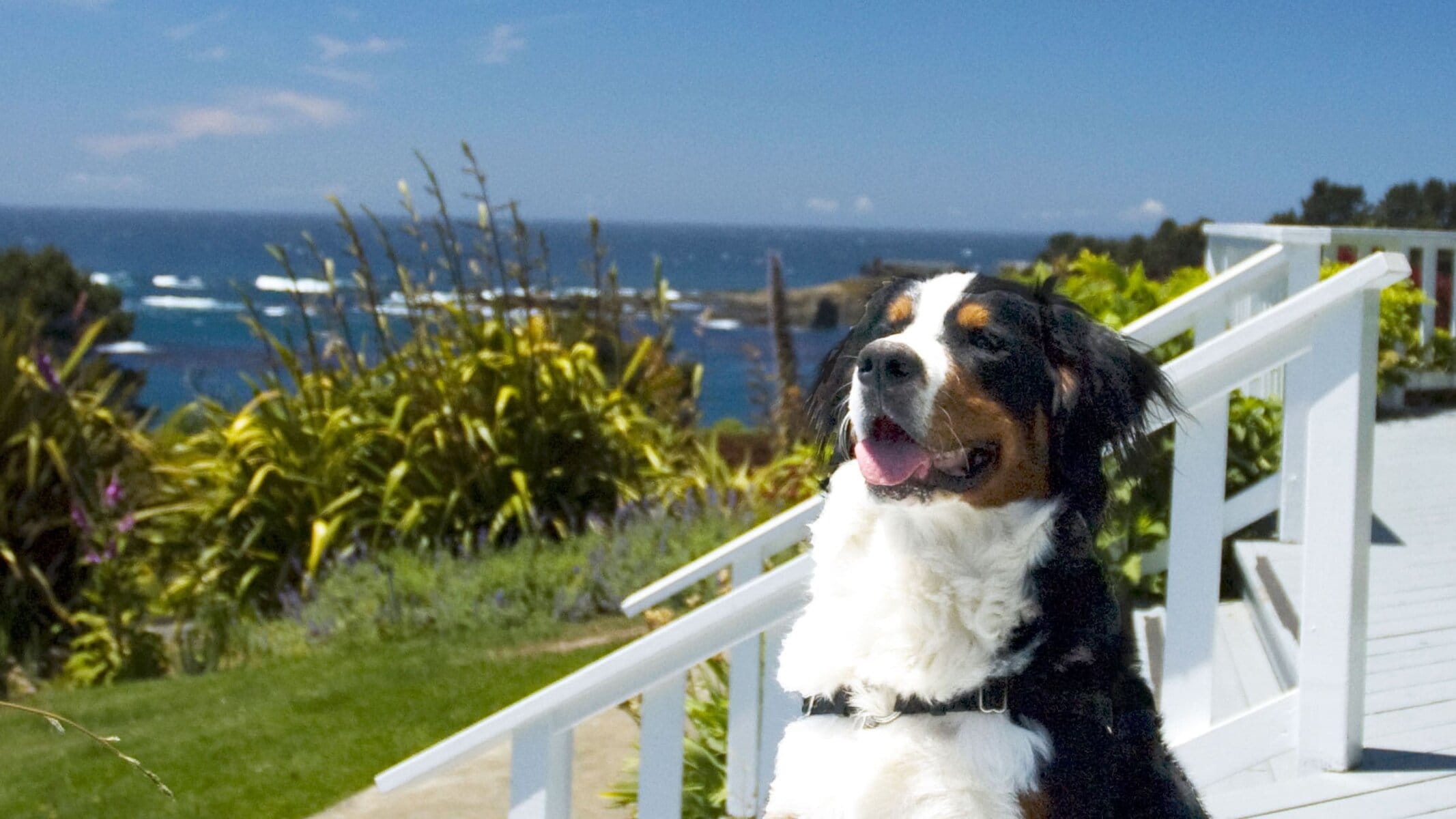 Rosie at Little River Inn. Photo by Little River Inn.