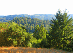 rots redwoods preserve