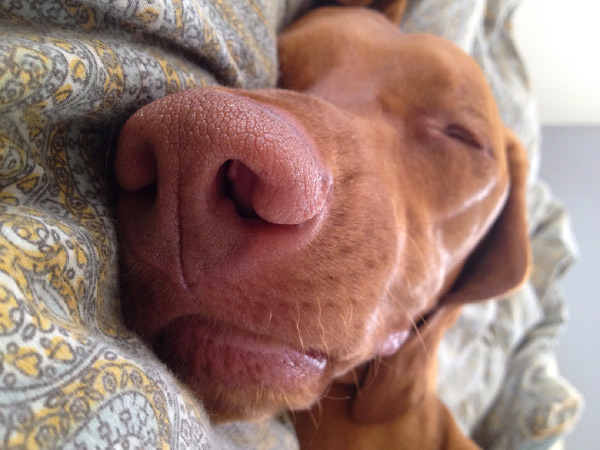 Dog on cozy bed