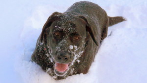 A vibrant dog park bathed in sunlight features abundant greenery with mature trees, offering ample shade for leisurely outdoor activities. In the distance is a well-equipped playground that presents an additional activity area. An inviting picnic table spreads out nearby, ideal for enjoying meals al fresco or taking relaxing breaks from play. A neatly-placed trash bin aids in maintaining the park's cleanliness for everyone's enjoyment. Dominating the scene is a generously wide dirt path gracefully curving through the expanse of grass, promising exploratory walks and lively fetch games.