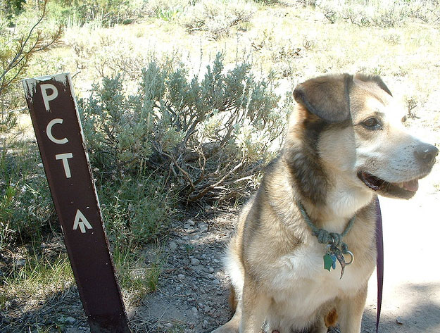 Dog by the Golden Chain Highway