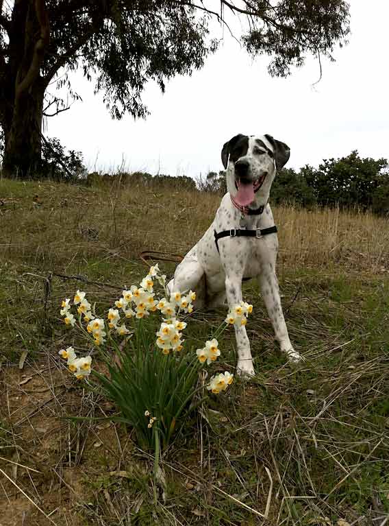 Dog in Midpeninsula Preserve