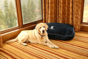 A vibrant dog park bathed in sunlight features abundant greenery with mature trees, offering ample shade for leisurely outdoor activities. In the distance is a well-equipped playground that presents an additional activity area. An inviting picnic table spreads out nearby, ideal for enjoying meals al fresco or taking relaxing breaks from play. A neatly-placed trash bin aids in maintaining the park's cleanliness for everyone's enjoyment. Dominating the scene is a generously wide dirt path gracefully curving through the expanse of grass, promising exploratory walks and lively fetch games.