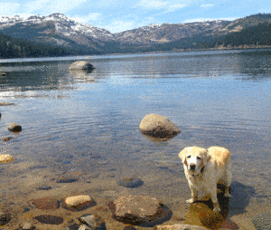 A vibrant dog park bathed in sunlight features abundant greenery with mature trees, offering ample shade for leisurely outdoor activities. In the distance is a well-equipped playground that presents an additional activity area. An inviting picnic table spreads out nearby, ideal for enjoying meals al fresco or taking relaxing breaks from play. A neatly-placed trash bin aids in maintaining the park's cleanliness for everyone's enjoyment. Dominating the scene is a generously wide dirt path gracefully curving through the expanse of grass, promising exploratory walks and lively fetch games.