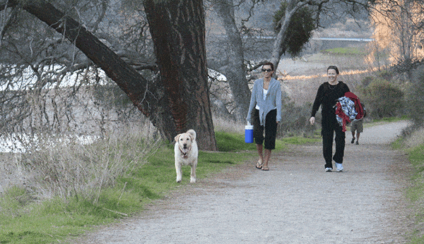 Dogs on flat walking path