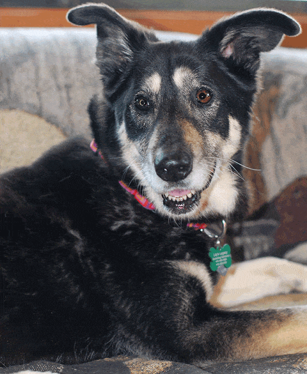 Senior dog husky mix