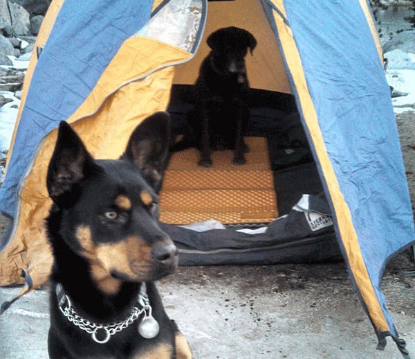 Doberman mix at tent on top of mountain