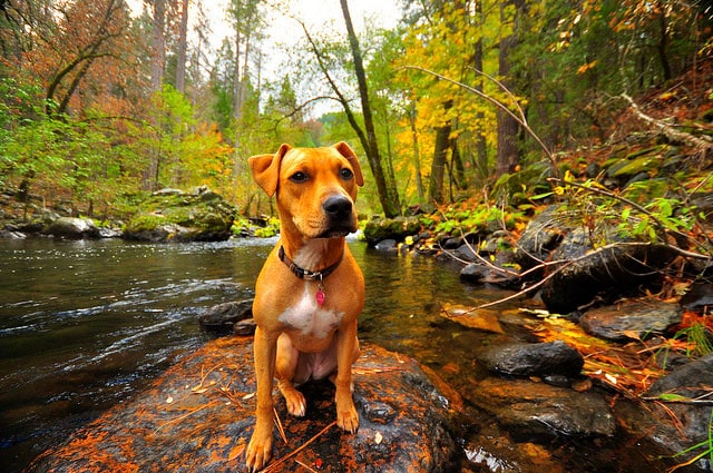 Dog sitting amidst trees in Mariposa County