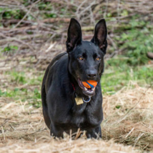 A vibrant dog park bathed in sunlight features abundant greenery with mature trees, offering ample shade for leisurely outdoor activities. In the distance is a well-equipped playground that presents an additional activity area. An inviting picnic table spreads out nearby, ideal for enjoying meals al fresco or taking relaxing breaks from play. A neatly-placed trash bin aids in maintaining the park's cleanliness for everyone's enjoyment. Dominating the scene is a generously wide dirt path gracefully curving through the expanse of grass, promising exploratory walks and lively fetch games.