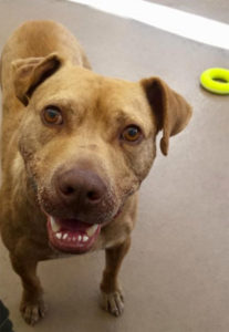 A vibrant dog park bathed in sunlight features abundant greenery with mature trees, offering ample shade for leisurely outdoor activities. In the distance is a well-equipped playground that presents an additional activity area. An inviting picnic table spreads out nearby, ideal for enjoying meals al fresco or taking relaxing breaks from play. A neatly-placed trash bin aids in maintaining the park's cleanliness for everyone's enjoyment. Dominating the scene is a generously wide dirt path gracefully curving through the expanse of grass, promising exploratory walks and lively fetch games.