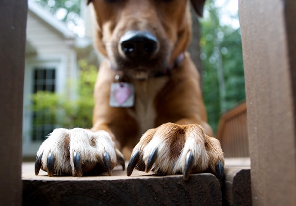 Dog with nails that need trimming