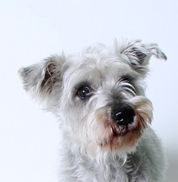 White dog face closeup