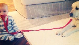 A vibrant dog park bathed in sunlight features abundant greenery with mature trees, offering ample shade for leisurely outdoor activities. In the distance is a well-equipped playground that presents an additional activity area. An inviting picnic table spreads out nearby, ideal for enjoying meals al fresco or taking relaxing breaks from play. A neatly-placed trash bin aids in maintaining the park's cleanliness for everyone's enjoyment. Dominating the scene is a generously wide dirt path gracefully curving through the expanse of grass, promising exploratory walks and lively fetch games.