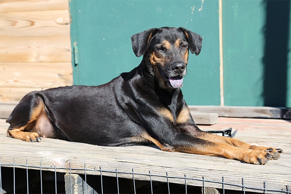 Black dog on dog bed at Marley's Mutts