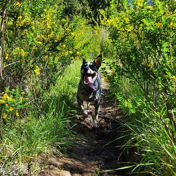 Dog on inland trail in Monterey County7