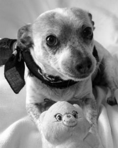A vibrant dog park bathed in sunlight features abundant greenery with mature trees, offering ample shade for leisurely outdoor activities. In the distance is a well-equipped playground that presents an additional activity area. An inviting picnic table spreads out nearby, ideal for enjoying meals al fresco or taking relaxing breaks from play. A neatly-placed trash bin aids in maintaining the park's cleanliness for everyone's enjoyment. Dominating the scene is a generously wide dirt path gracefully curving through the expanse of grass, promising exploratory walks and lively fetch games.