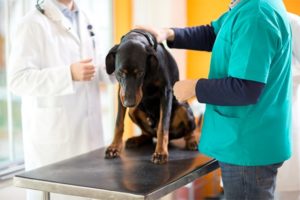 A black and brown dog sits on a metal exam table at the vet as two staff in scrubs check its health. One gently holds the dog.