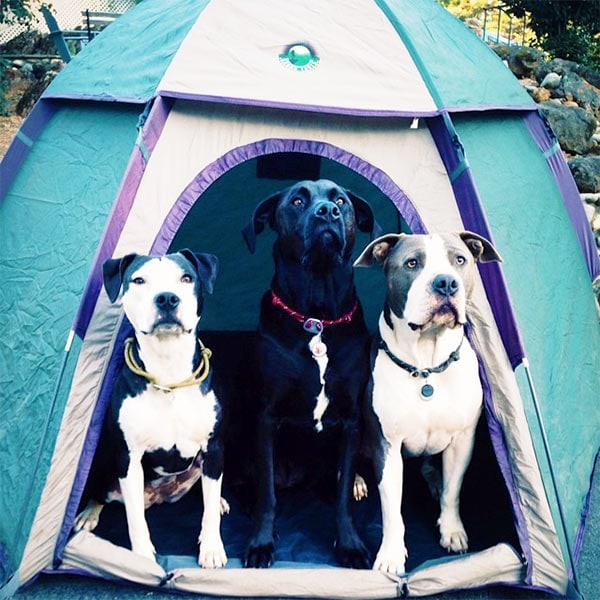 Two dogs in front of blue and white tent