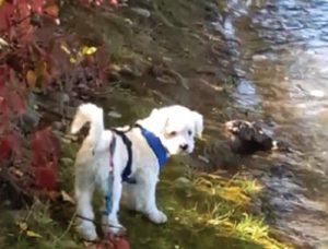 A vibrant dog park bathed in sunlight features abundant greenery with mature trees, offering ample shade for leisurely outdoor activities. In the distance is a well-equipped playground that presents an additional activity area. An inviting picnic table spreads out nearby, ideal for enjoying meals al fresco or taking relaxing breaks from play. A neatly-placed trash bin aids in maintaining the park's cleanliness for everyone's enjoyment. Dominating the scene is a generously wide dirt path gracefully curving through the expanse of grass, promising exploratory walks and lively fetch games.
