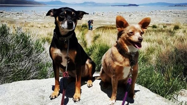 A vibrant dog park bathed in sunlight features abundant greenery with mature trees, offering ample shade for leisurely outdoor activities. In the distance is a well-equipped playground that presents an additional activity area. An inviting picnic table spreads out nearby, ideal for enjoying meals al fresco or taking relaxing breaks from play. A neatly-placed trash bin aids in maintaining the park's cleanliness for everyone's enjoyment. Dominating the scene is a generously wide dirt path gracefully curving through the expanse of grass, promising exploratory walks and lively fetch games.
