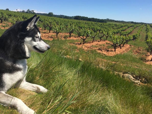A vibrant dog park bathed in sunlight features abundant greenery with mature trees, offering ample shade for leisurely outdoor activities. In the distance is a well-equipped playground that presents an additional activity area. An inviting picnic table spreads out nearby, ideal for enjoying meals al fresco or taking relaxing breaks from play. A neatly-placed trash bin aids in maintaining the park's cleanliness for everyone's enjoyment. Dominating the scene is a generously wide dirt path gracefully curving through the expanse of grass, promising exploratory walks and lively fetch games.