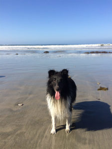 Wet black and white dog on sandy beach, tongue out; ocean waves behind. Clear sky suggests good weather for outdoor dog activities.