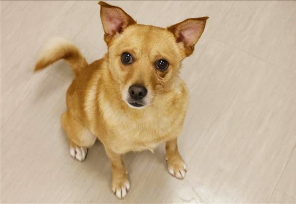 Cute light brown dog at the East Bay SPCA