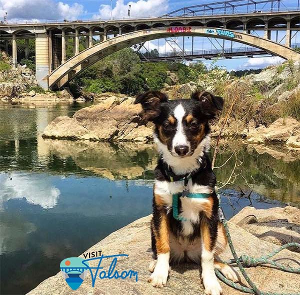 Dog with bridge in background in Gold Country